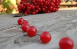 Калина с медом&nbsp;&mdash; старинный рецепт исцелит от множества болезней