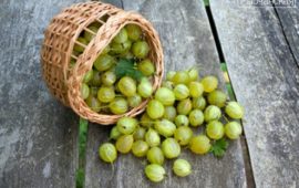 Варенье из крыжовника&nbsp;&mdash; рецепты от простого до классического царского
